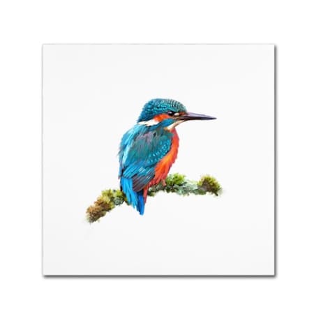 The Macneil Studio 'Kingfisher 1' Canvas Art,18x18